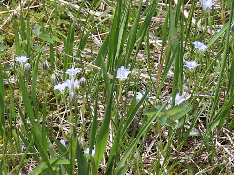 Gentiana thunbergii var. minor