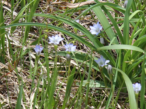 Gentiana thunbergii var. minor