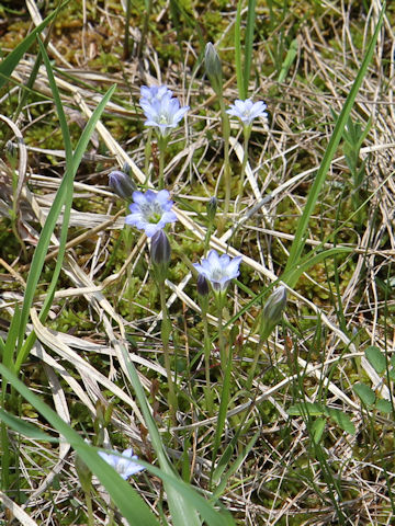 Gentiana thunbergii var. minor