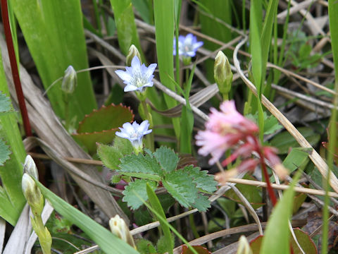 Gentiana thunbergii var. minor