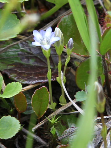 Gentiana thunbergii var. minor