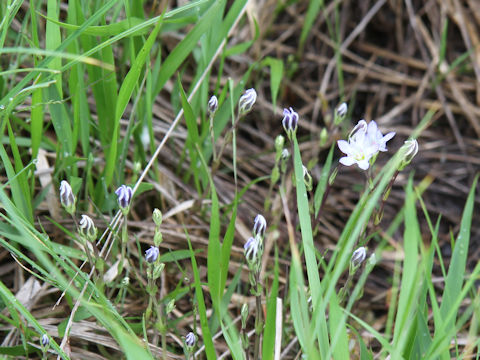 Gentiana thunbergii var. minor