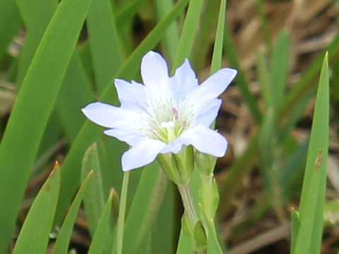 Gentiana thunbergii var. minor