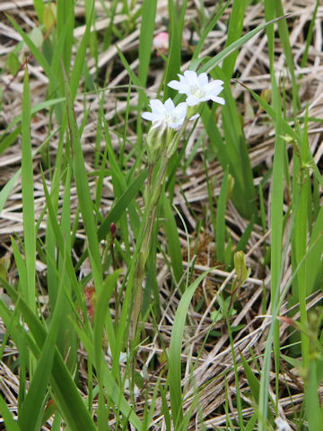 Gentiana thunbergii var. minor