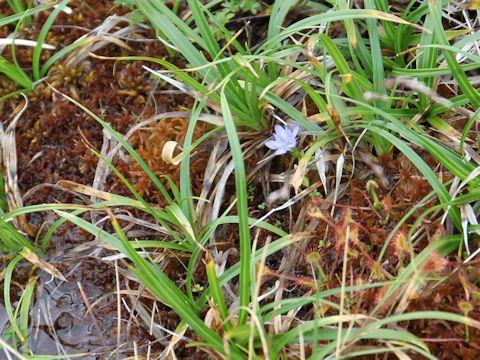 Gentiana thunbergii var. minor