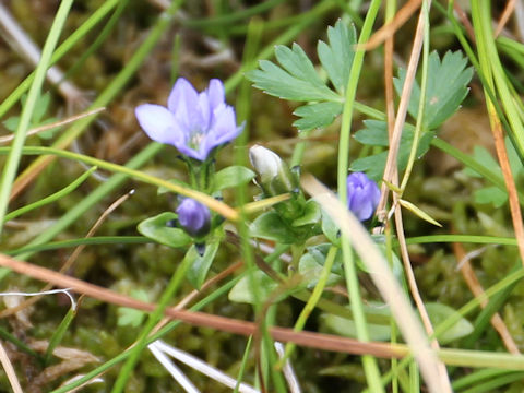 Gentiana thunbergii var. minor