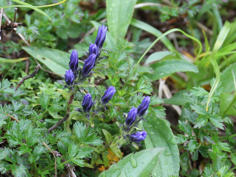 Gentiana thunbergii var. minor