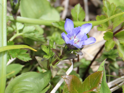 Gentiana thunbergii var. minor