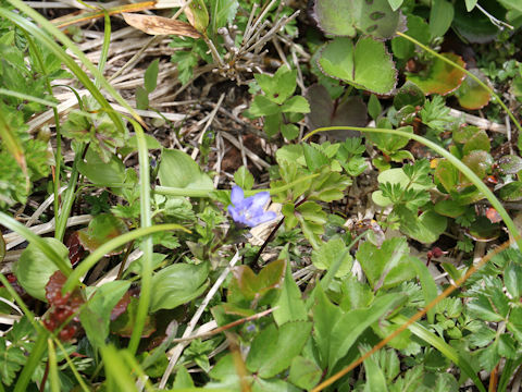 Gentiana thunbergii var. minor