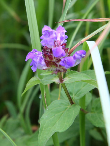 Prunella prunelliformis