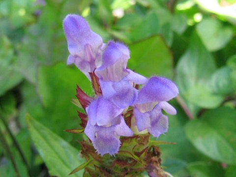 Prunella prunelliformis