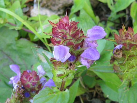 Prunella prunelliformis