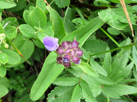 Prunella prunelliformis