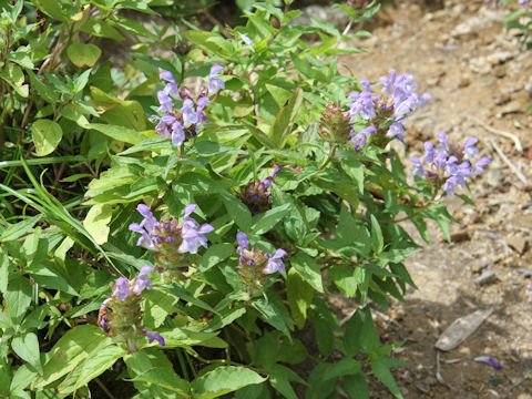 Prunella prunelliformis