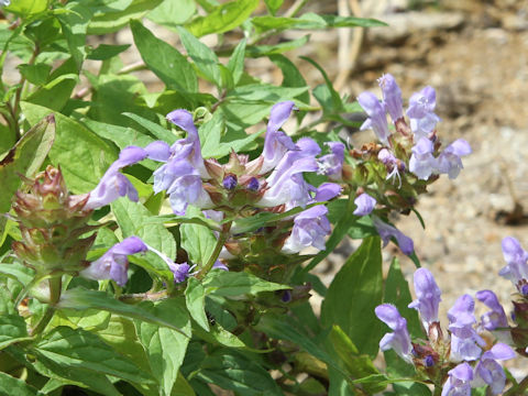 Prunella prunelliformis