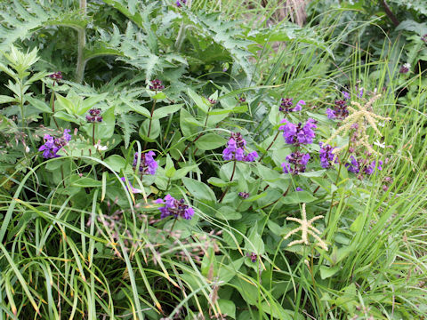 Prunella prunelliformis