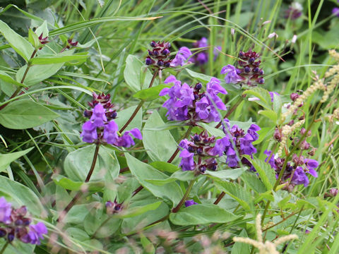 Prunella prunelliformis