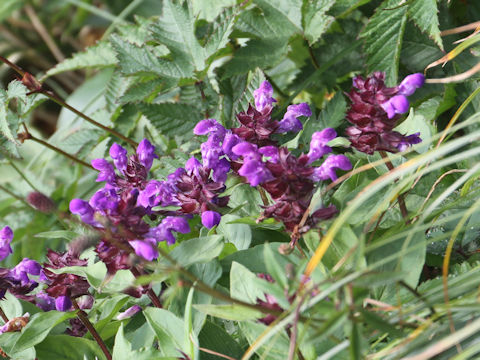 Prunella prunelliformis