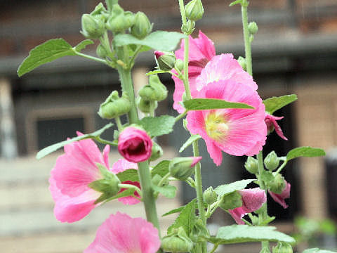 Alcea rosea