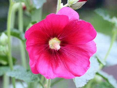 Alcea rosea