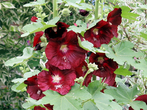 Alcea rosea