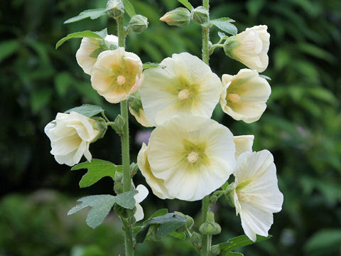 Alcea rosea