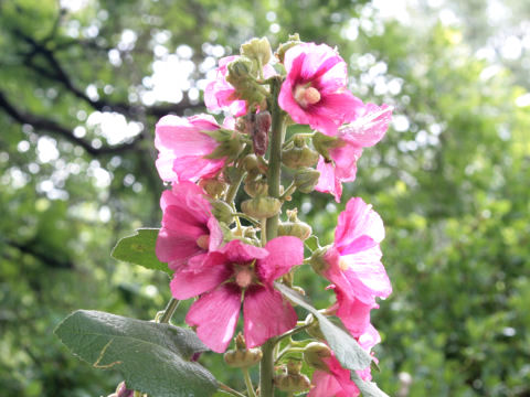 Alcea rosea