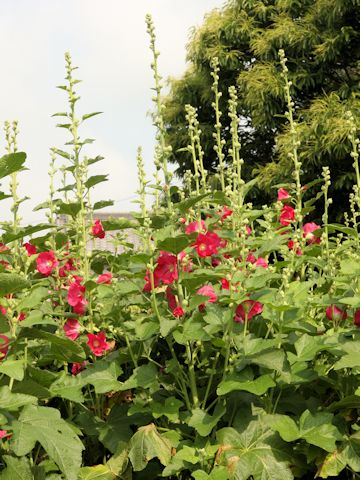 Alcea rosea