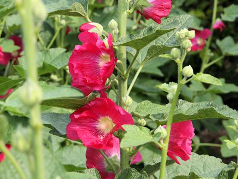 Alcea rosea