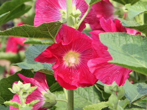 Alcea rosea