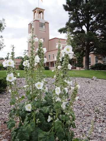 Alcea rosea