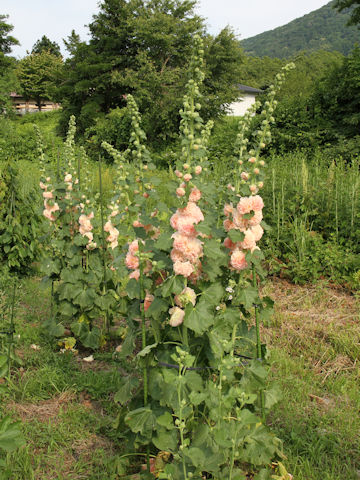 Alcea rosea