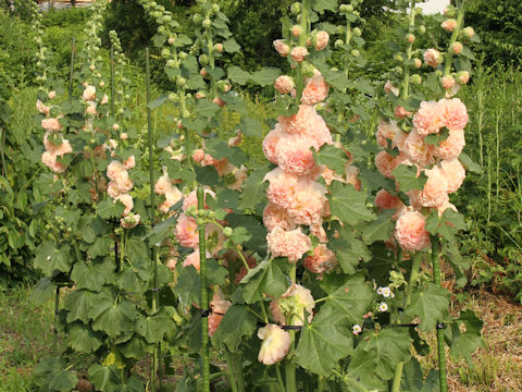 Alcea rosea