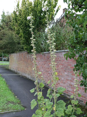 Alcea rosea