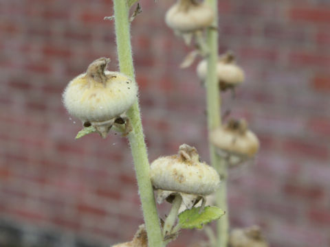 Alcea rosea