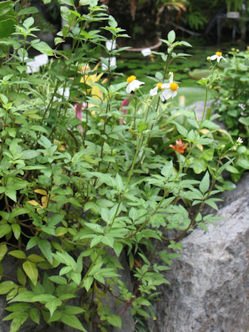 Bidens pilosa var. radiata