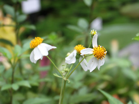 Bidens pilosa var. radiata