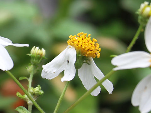 Bidens pilosa var. radiata