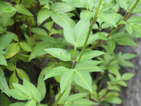 Bidens pilosa var. radiata