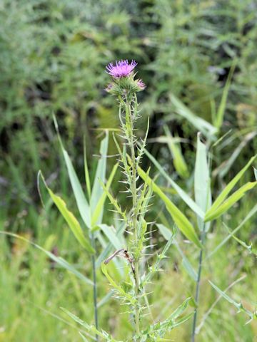 Cirsium inundatum