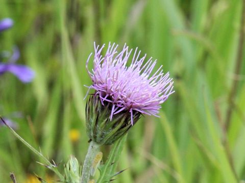 Cirsium inundatum