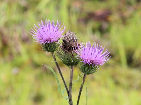 Cirsium inundatum