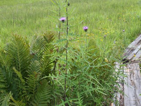 Cirsium inundatum