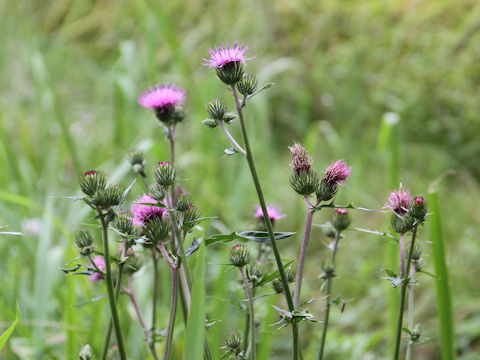 Cirsium inundatum