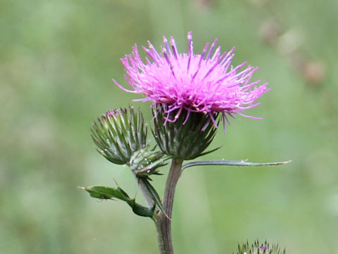 Cirsium inundatum