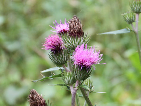 Cirsium inundatum