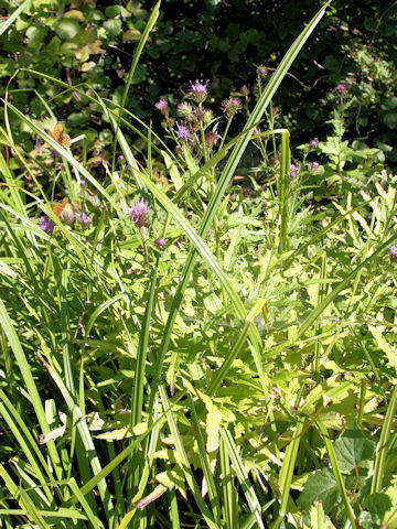 Cirsium inundatum