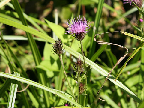 Cirsium inundatum