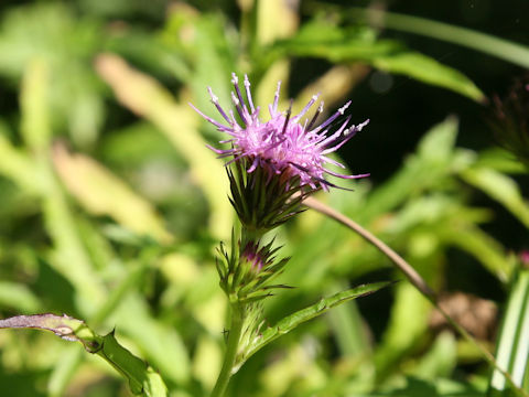 Cirsium inundatum