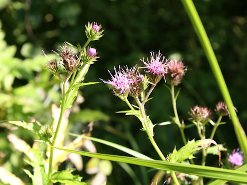 Cirsium inundatum